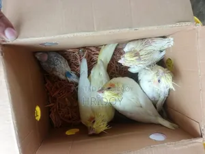 ককাটিয়েল পাখি বিক্রি