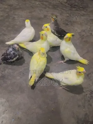 ককাটিয়েল পাখি বিক্রি