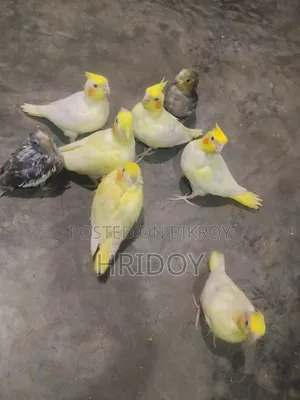 ককাটিয়েল পাখি বিক্রি