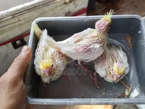ককাটিয়েল পাখি বিক্রি