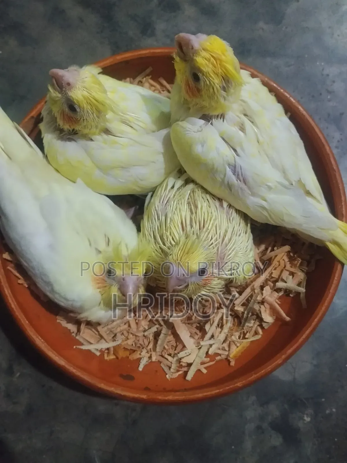 ককাটিয়েল পাখি বিক্রি