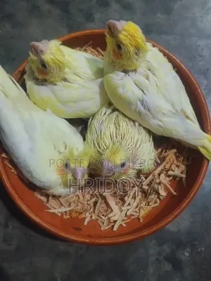 ককাটিয়েল পাখি বিক্রি