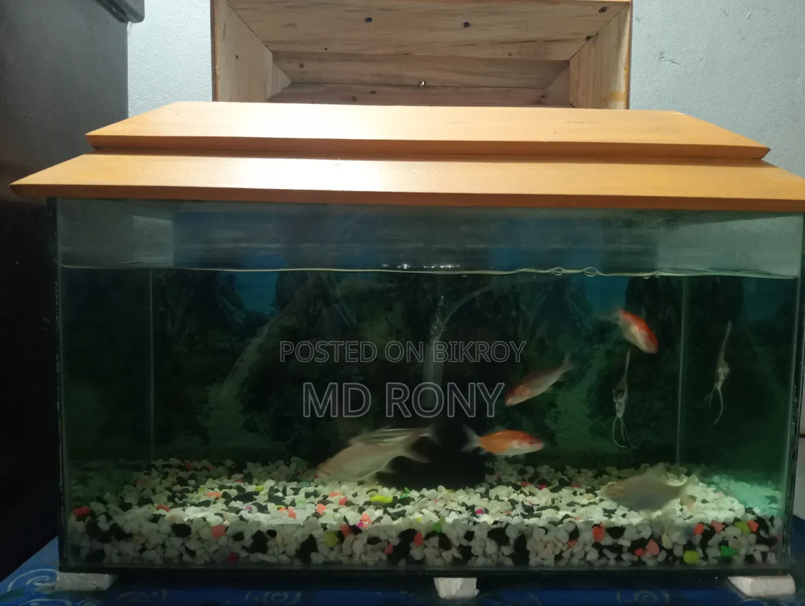 Fish Aquarium Full Setup