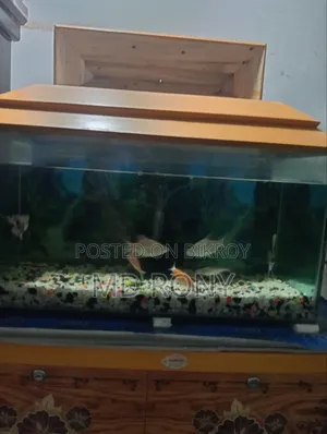 Fish Aquarium Full Setup