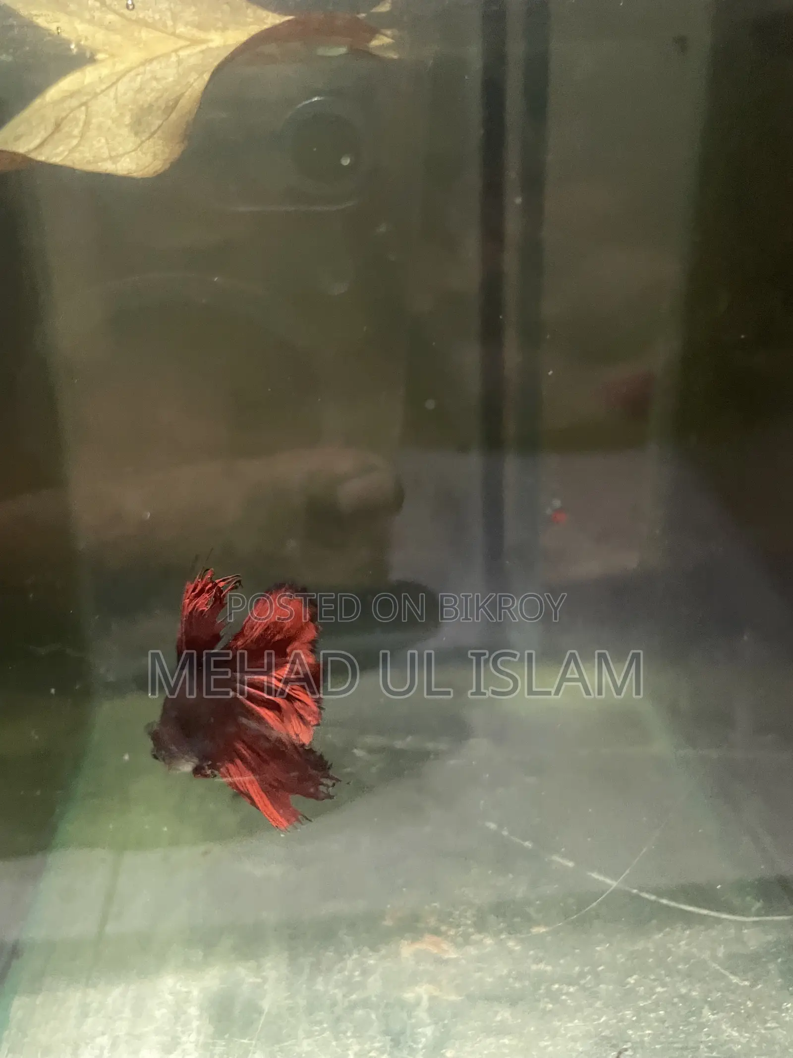 বেটা ফিশ ফাইটার ফিশ