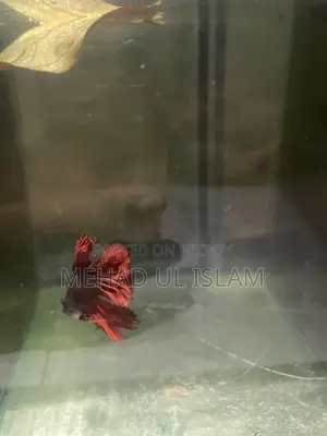 বেটা ফিশ ফাইটার ফিশ