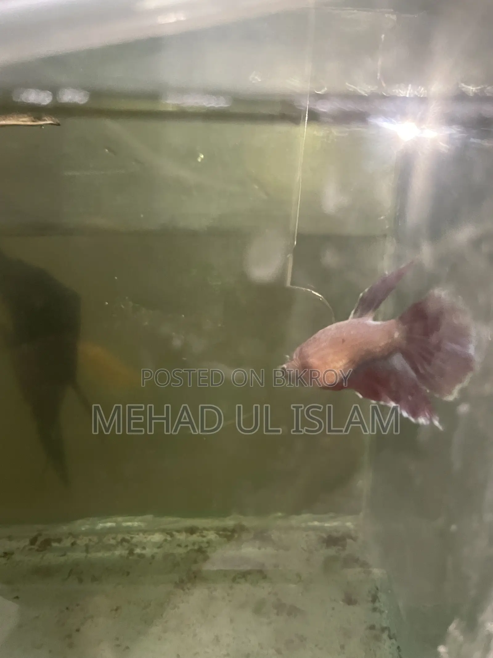 বেটা ফিশ ফাইটার ফিশ