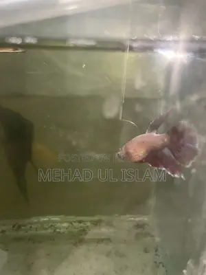 বেটা ফিশ ফাইটার ফিশ