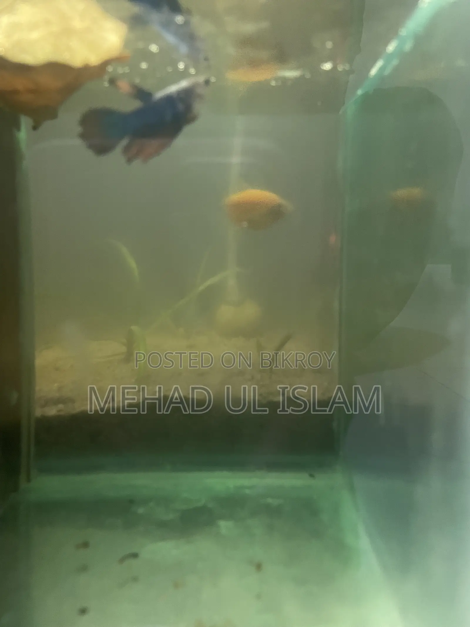 বেটা ফিশ ফাইটার ফিশ
