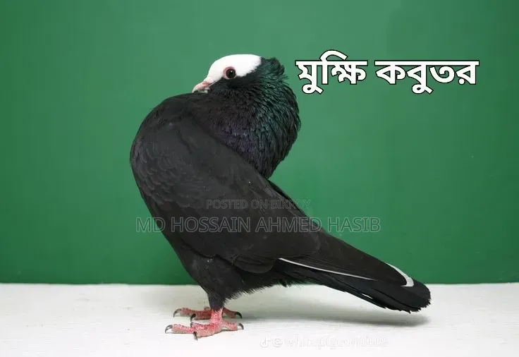 Mukhi Male Pigeon