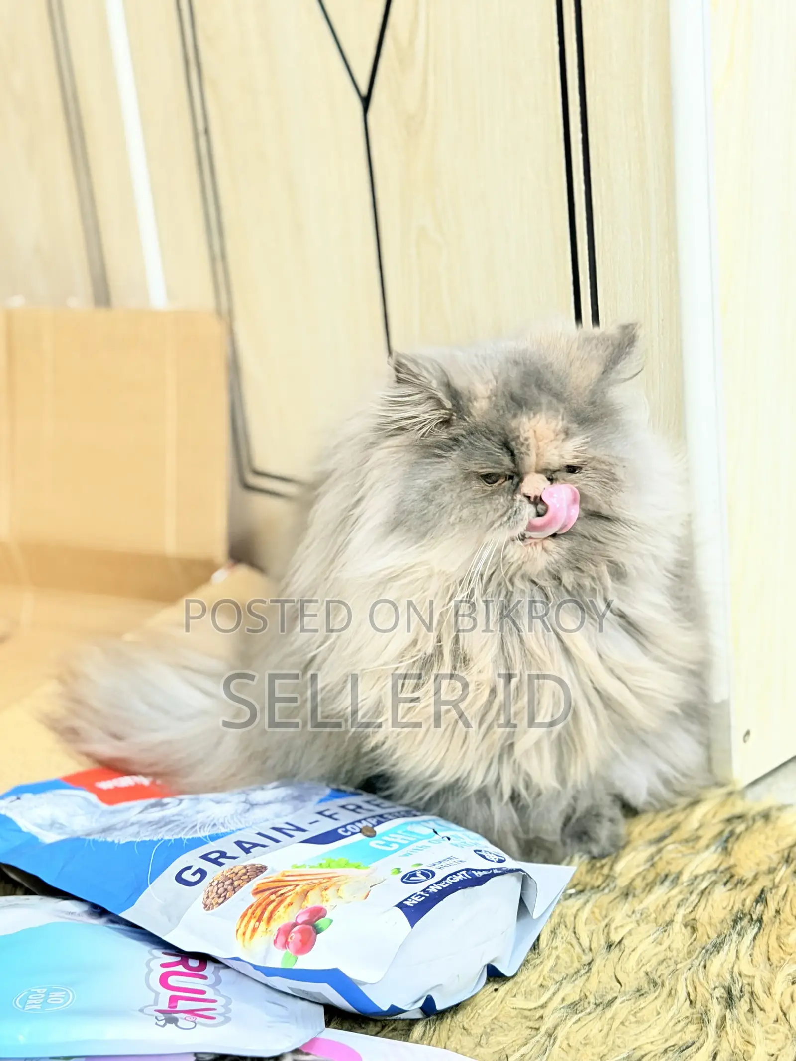 6-12 months Female Purebred Persian