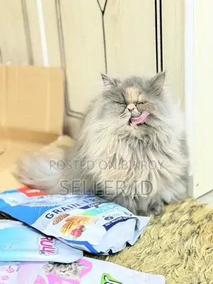 6-12 months Female Purebred Persian