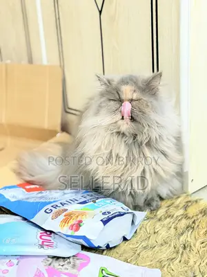 6-12 months Female Purebred Persian