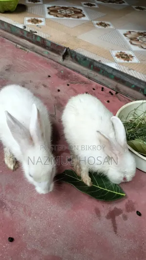 Two Pieces Rabbits