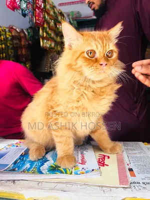 ৩-৬ মাসের পুরুষ খাঁটি পার্সিয়ান বিড়াল