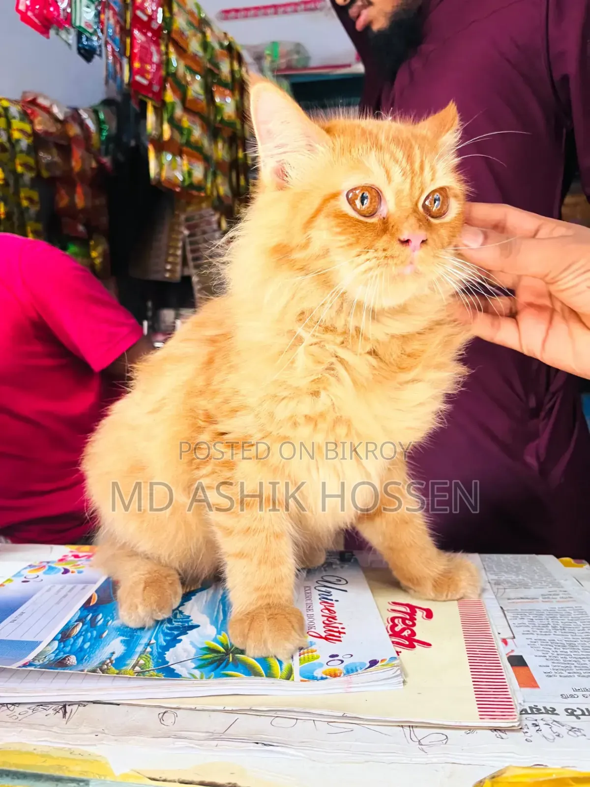 ৩-৬ মাসের পুরুষ খাঁটি পার্সিয়ান বিড়াল