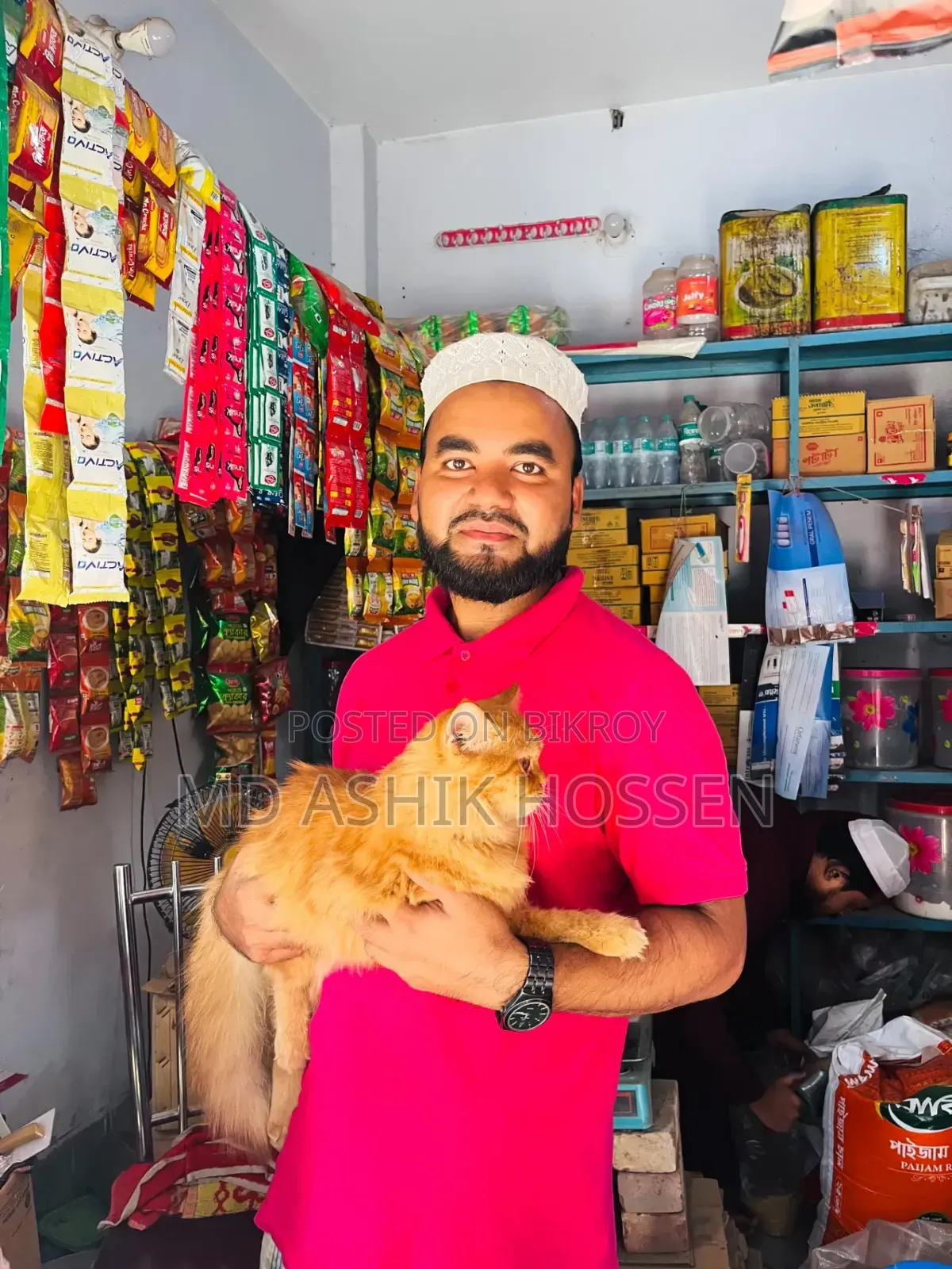 ৩-৬ মাসের পুরুষ খাঁটি পার্সিয়ান বিড়াল