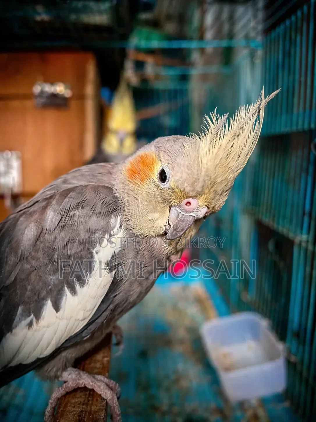 Cockatiel Pair (Cockatiel)