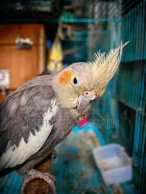 Cockatiel Pair (Cockatiel)
