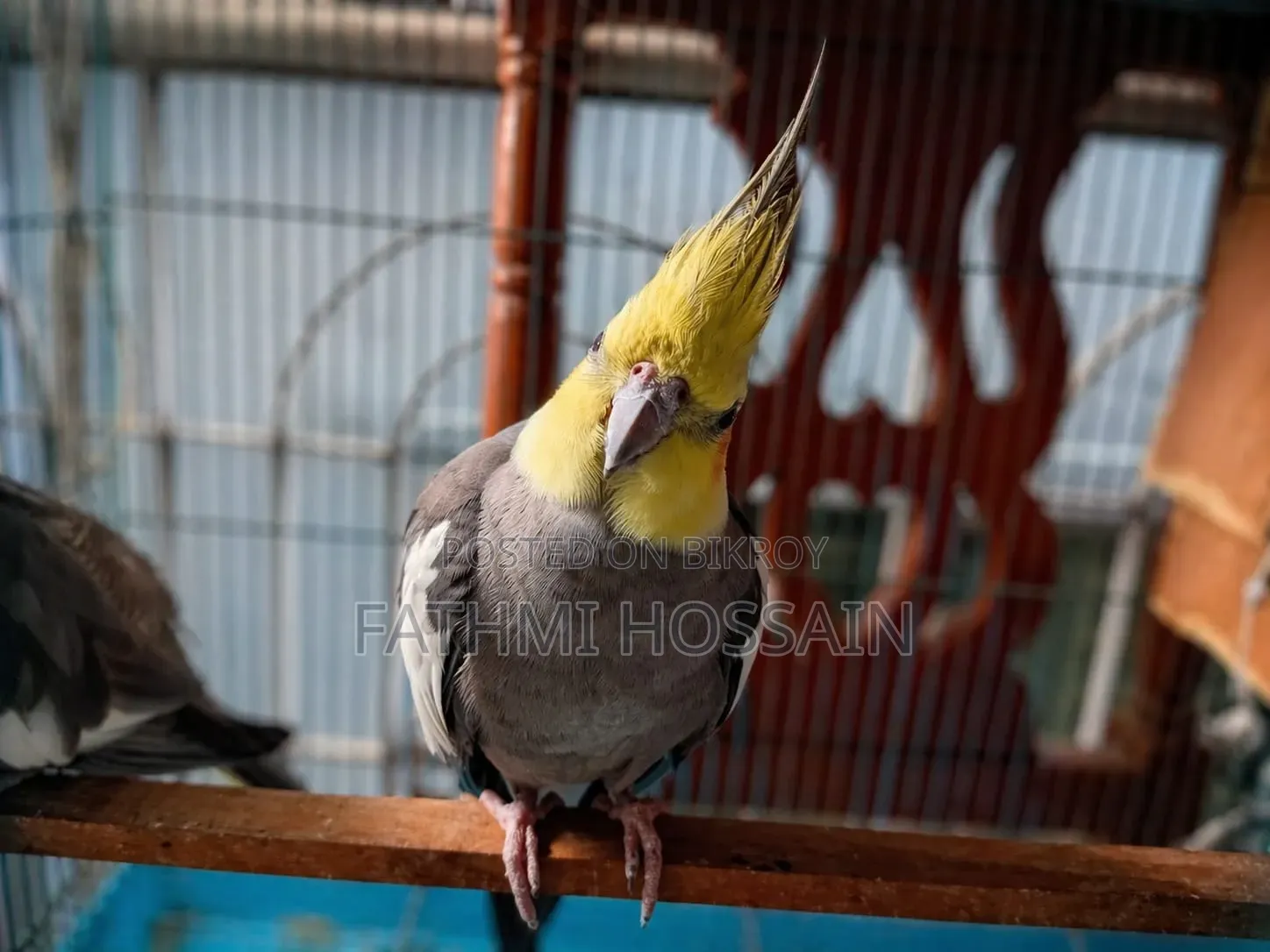 Cockatiel Pair (Cockatiel)