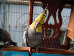 Cockatiel Pair (Cockatiel)