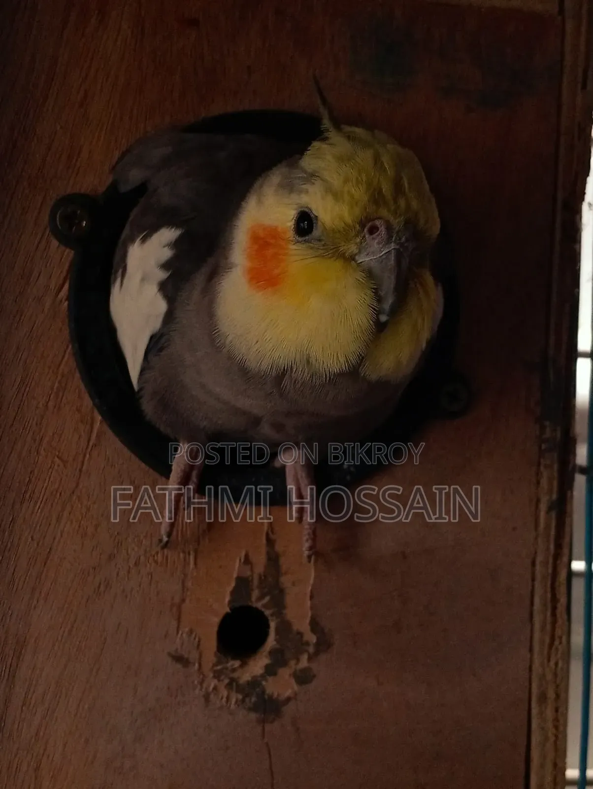Cockatiel Pair (Cockatiel)