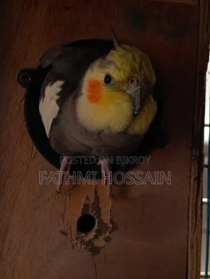Cockatiel Pair (Cockatiel)