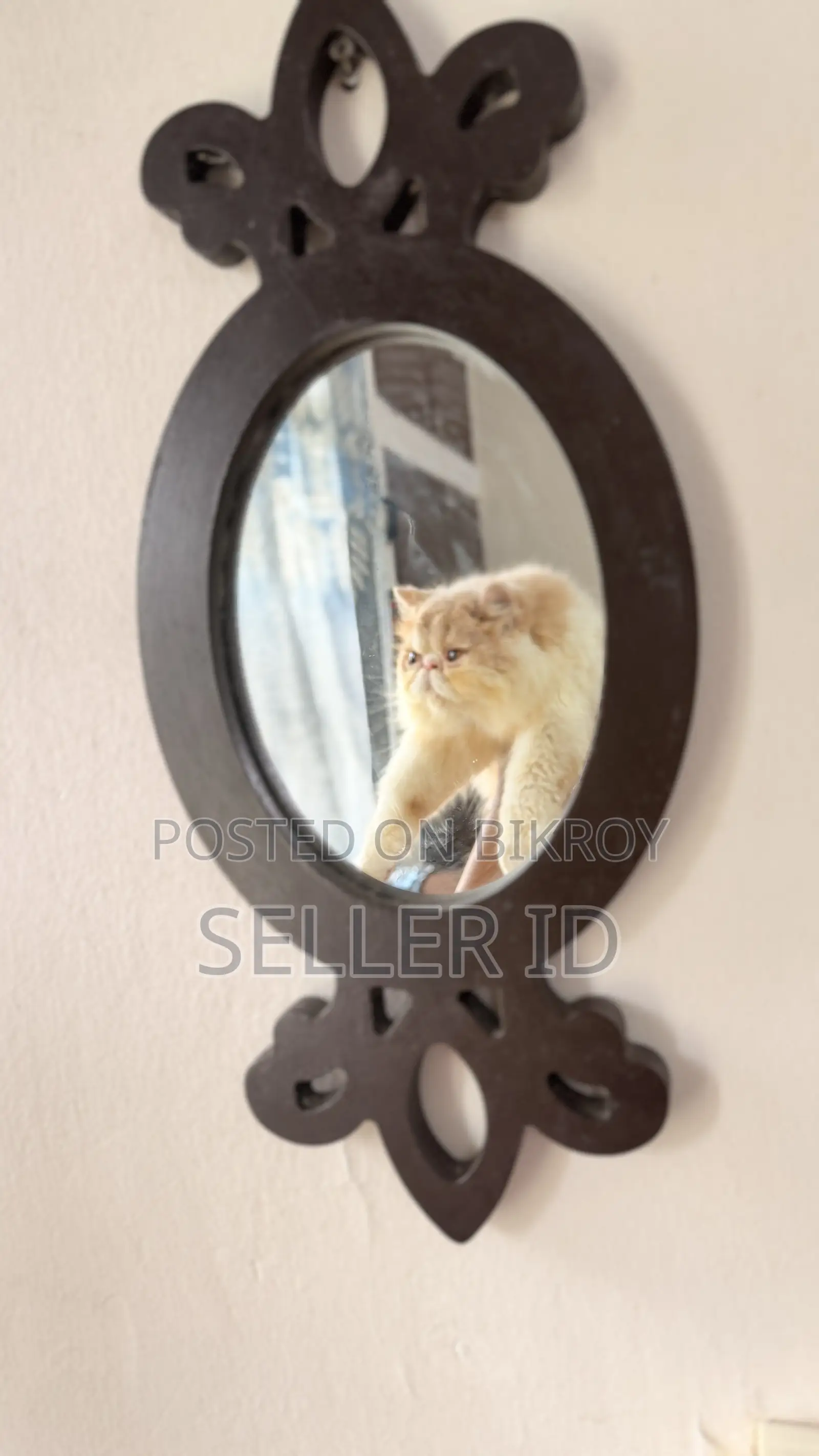 6-12 months Female Purebred Exotic