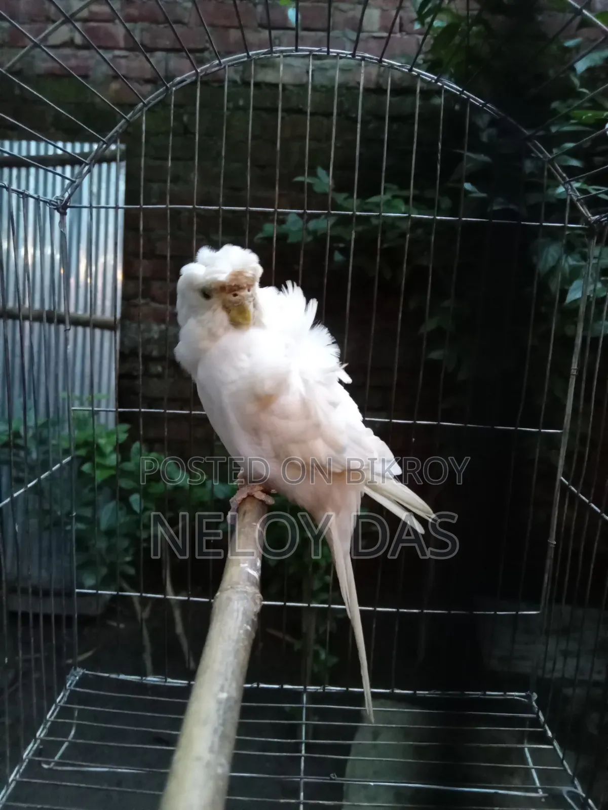 Albino JP