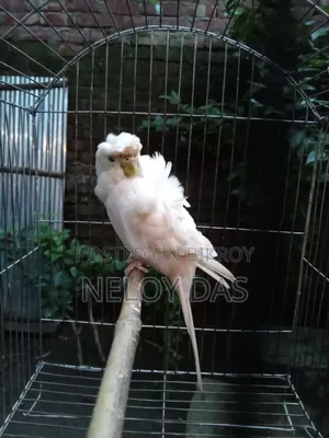 Albino JP