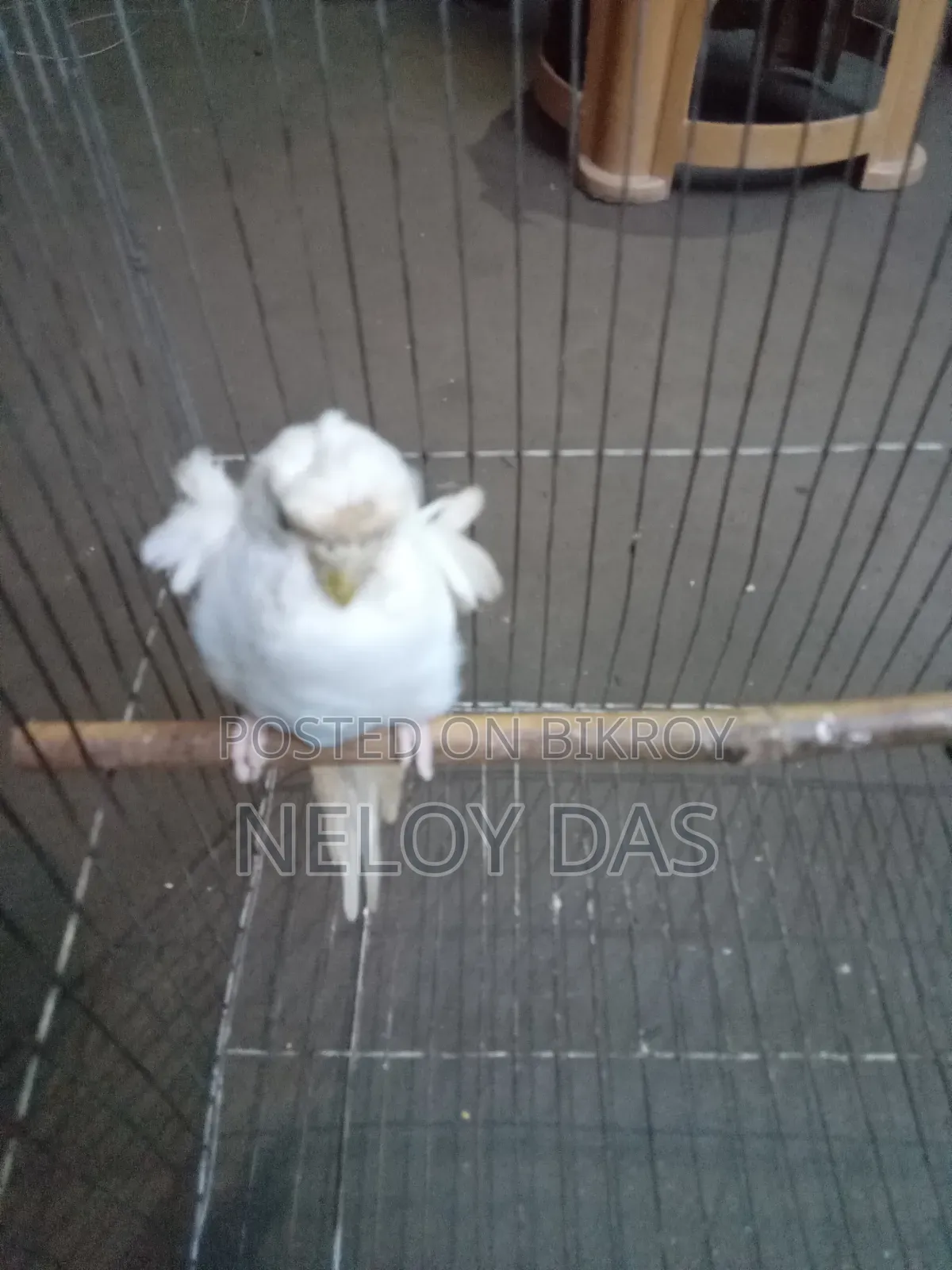 Albino JP