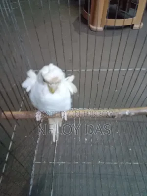 Albino JP