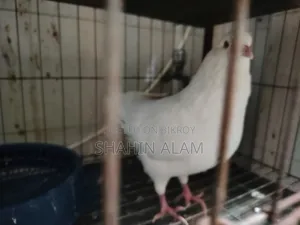 King Pigeon King Kobutor