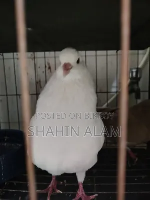 King Pigeon King Kobutor