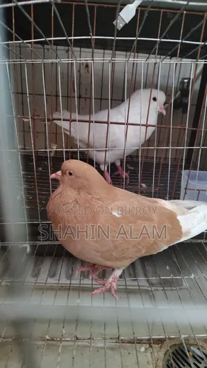 King Pigeon King Kobutor