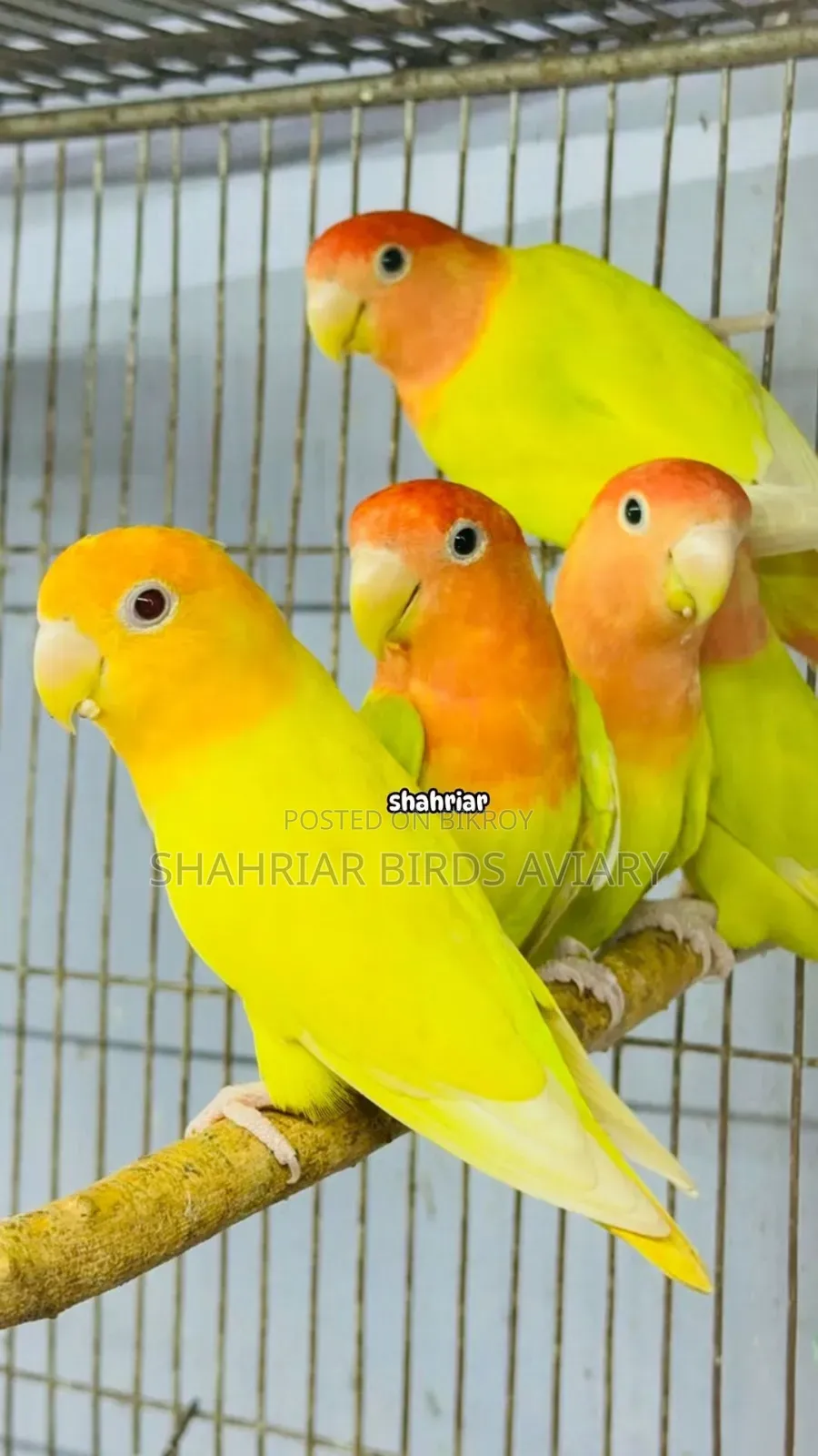 মাস্টার পেয়ার(অপলাইন লাভবার্ড)