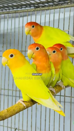 মাস্টার পেয়ার(অপলাইন লাভবার্ড)