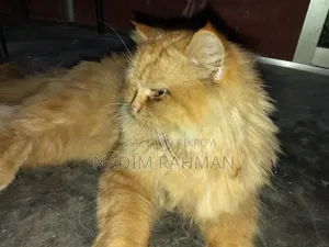 ১+ বছরের পুরুষ মিক্সড ব্রিড পার্সিয়ান