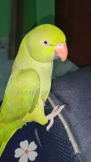 পাখিটি আমার কে