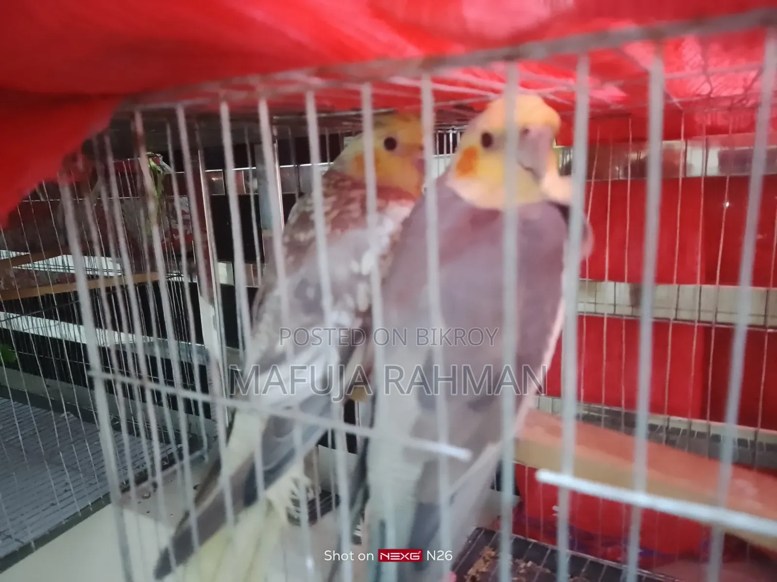 ককটেল পাখি