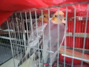 ককটেল পাখি