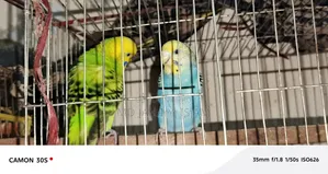 বাজরিগার ২০২৬