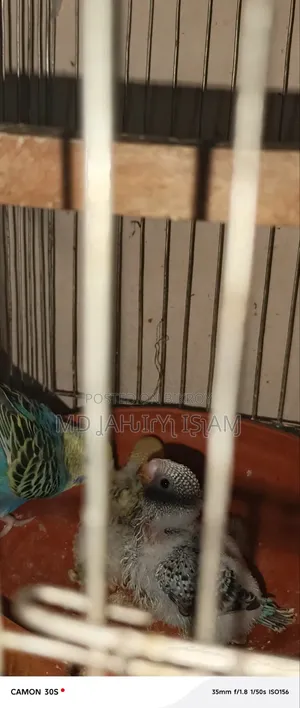 বাজরিগার ২০২৬
