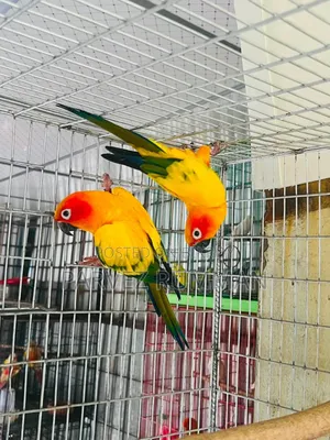 Birds for Sale