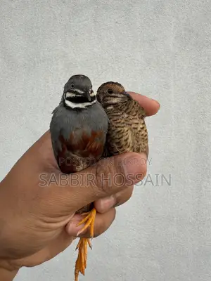 কয়েল পাখি