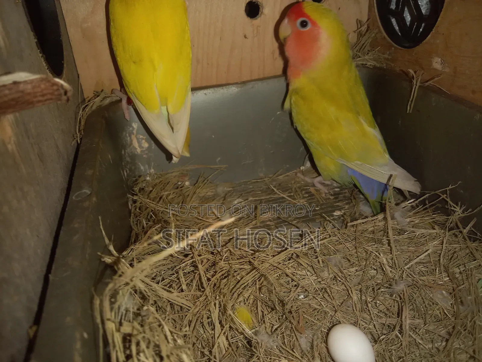 রানিং লাভবার্ডস পাখি বিক্রি করা হবে ডিম শহ