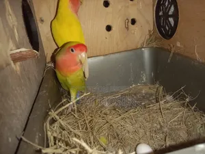রানিং লাভবার্ডস পাখি বিক্রি করা হবে ডিম শহ