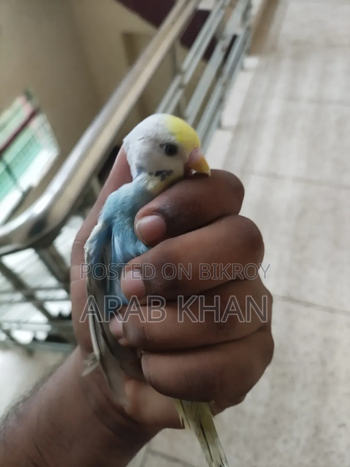 ২টি মেল রেইনবো উপলব্ধ