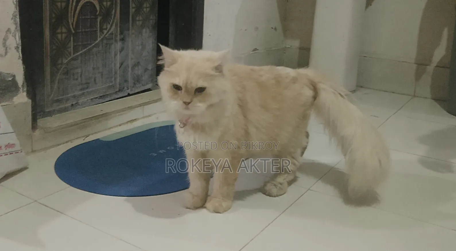 1+ year Female Purebred Persian