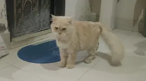 1+ year Female Purebred Persian